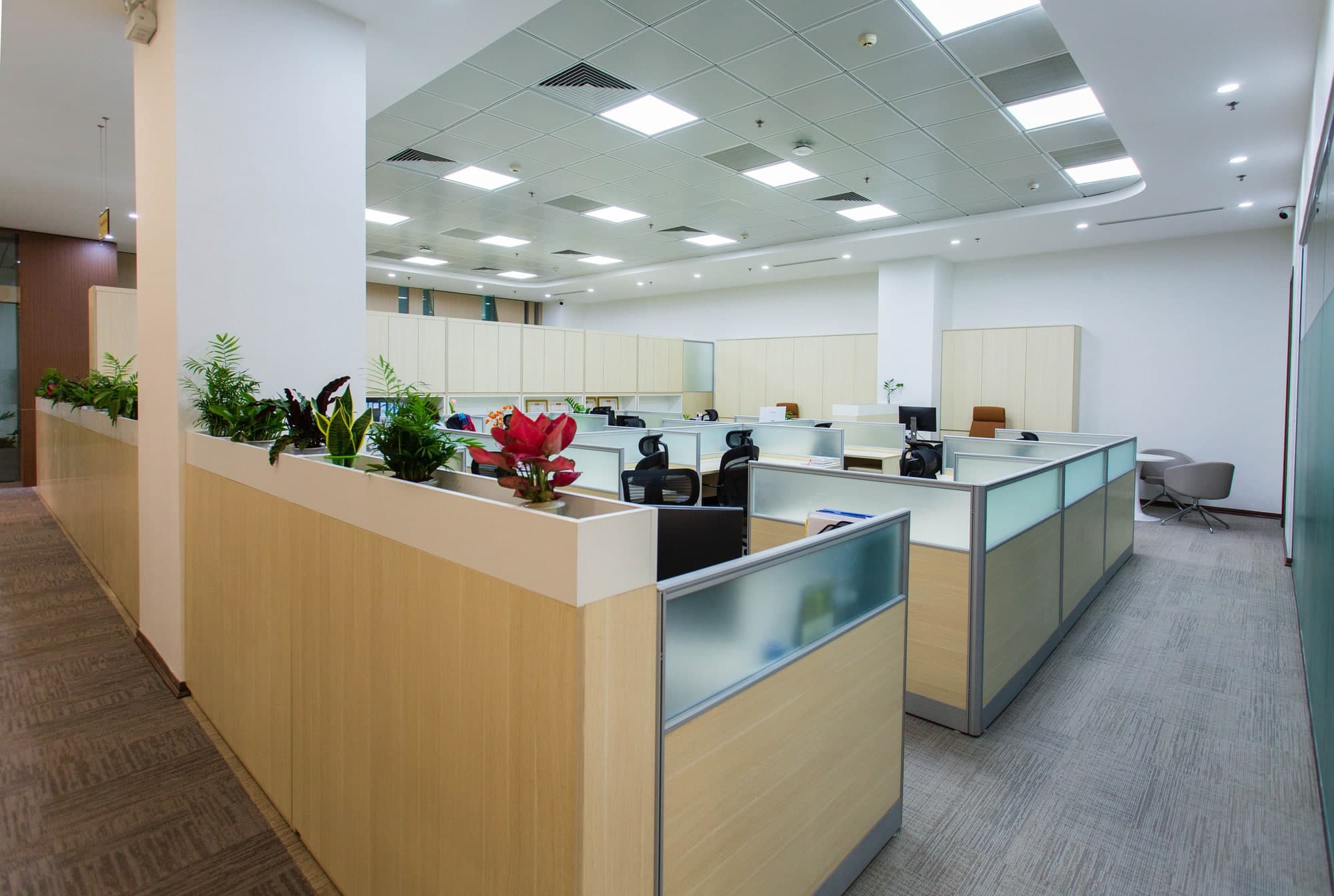 Open-plan office with light wood cubicles and plants
